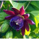 RUBY GLOW Passion Vine Plant Fragrant Purple Red Violet Flower RUBY GLOW Passion Vine Plant Fragrant Purple Red Violet Flower