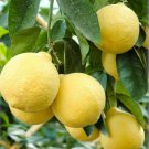 White Marsh Seedless Grapefruit Tree - 26-30" Tall Live Citrus Plant, Gallon Pot White Marsh Seedless Grapefruit Tree - 26-30" Tall Live Citrus Plant, Gallon Pot