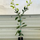 Dwarf Shiranui/Sumo Mandarin, Dekopon Tangerine Tree - 26-30" Live Citrus Plant