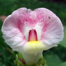 Crape Ginger 10 Seeds - Costus Speciosus - Malay Ginger
