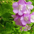 Mystic Rose Angels Trumpet 20 Seeds -Asarina