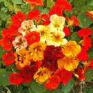 Nasturtium - Jewel Mix - 30 Seeds Nasturtium - Jewel Mix - 30 Seeds