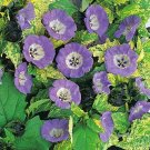 Cream Shoo Fly 200 Seeds - Nicandra - Herb Cream Shoo Fly 200 Seeds - Nicandra - Herb