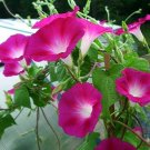 Crimson Rambler Morning Glory 30 Seeds -UNTREATED/FRESH