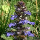 Carpet Bugleweed - 50 Seeds - Ajuga repens