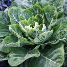 Vates Collards - 100 Seeds