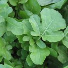 Arugula Roquette 600 Seeds - Soprano Herb