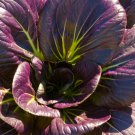 Purple Baby Pak Choi 50 Seeds - Harvest in Just 30 Days