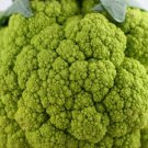 BroccoFlower 50 Seeds LOW CARB!