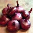 Cipollini Mini Red Marvel Onion 250 Seeds -Current Rage