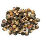 Green and Gold Dent Corn - 100 Seeds - Heirloom