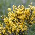 Scotch Gypsy Broom Perennial 50 Seeds - Cytisus