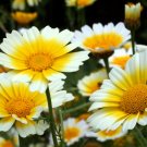 Organic Shungiku Edible Chrysanthemum 115 Seeds