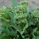 Broccoli Raab - 100 Seeds - Veggie Broccoli Raab - 100 Seeds - Veggie