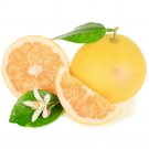 Duncan Grapefruit Tree 24-36" Tall Live Citrus Plant Gallon Pot Grafted