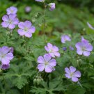 10 Wild Geranium Roots - Cranesbill/Spotted Purple Flower - Geranium maculatum 10 Wild Geranium Roots - Cranesbill/Spotted Purple Flower - Geranium maculatum