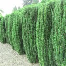 5 Sky Pencil Holly Shrubs/Trees/Hedges - 5-10" Tall Live Plants - 2.5" Pots