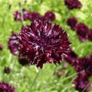Black Bachelor Button 100 Seeds - Gothic - Annual