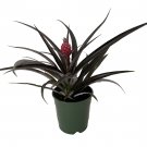 5" Pot - Red Pineapple Plant Ananas bracteatus - Great Indoors/Out