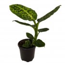 4" Pot Reflector Dieffenbachia Plant - Exotic & Easy to Grow