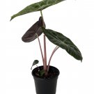 4" Pot - Alocasia Pink Princess Elephant Ears Pink Stems