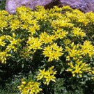 Quart Pot - Russian Kamtschaticum Sedum - Hardy Perennial Groundcover