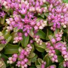Sedum obtusifolium 'Listoniae' - 50 Seeds