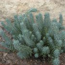 Blue Spruce Sedum - 50 Seeds - Perennial
