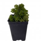 2.5" Pot - Jelly Bean Succulent Plant - Sedum rubrotictum - Indoors or Out