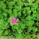 2.5" Pot - Emerald Green Sedum - Sedum spurium Makinoi Fairy Garden/House Plant