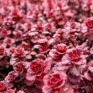 Dragon's Blood Sedum - Stonecrop - Loves the Sun - Live Plant - Quart Pot
