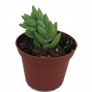 2.5" Pot - Burrito Burros Tail - Easy to grow - Sedum burrito
