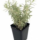 2.5" Pot - Creme n' Green Needle Sedum lineare var - Fairy Garden/House Plant