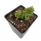2.5" Pot - Mini Me Jelly Bean Succulent Plant - Sedum rubrotinctum 2.5" Pot - Mini Me Jelly Bean Succulent Plant - Sedum rubrotinctum