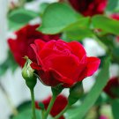 4" Pot - Climbing Blaze Rose - Scarlet-Red Double Flowers
