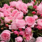 4" Pot - Arborose Kiss Me Kate Climbing Rose Bush