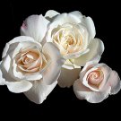 4" Pot - Climbing Iceberg Rose - Honey Fragrance Repeat Bloomer