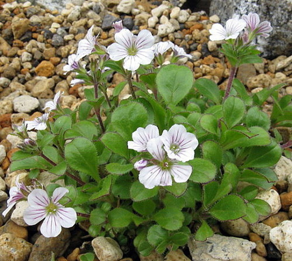 Quart Pot - Babies Breath Mouse Ear - Gypsophila cerastioides