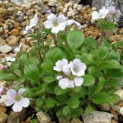 Quart Pot - Babies Breath Mouse Ear - Gypsophila cerastioides