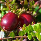 3" Pot - Ben Lear Cranberry Bush - Large / Early Fruiting