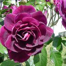 4" Pot - Burgundy Iceberg Rose - Deep Purple, Mildly Fragrant