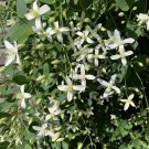 2.5" Pot - Clematis virginiana - Fall Blooming Love Vine - Very Hard Vine