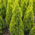 THUJA 'JANED GOLD' - STARTER PLANT - APPROX 8-12 INCH THUJA 'JANED GOLD' - STARTER PLANT - APPROX 8-12 INCH