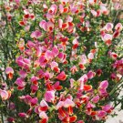 CYTISUS 'GOLDFINCH' - STARTER PLANT - APPROX 12-16 INCH - NO SHIP WEST COAST CYTISUS 'GOLDFINCH' - STARTER PLANT - APPROX 12-16 INCH - NO SHIP WEST COAST