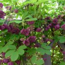 AKEBIA QUINATA - CHOCOLATE VINE -PLANT - APPROX 7-10 INCH AKEBIA QUINATA - CHOCOLATE VINE -PLANT - APPROX 7-10 INCH