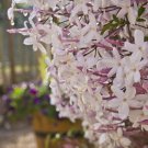 JASMINE POLYANTHUM - FRAGRANT - STARTER PLANT - APPROX 10-16 INCH JASMINE POLYANTHUM - FRAGRANT - STARTER PLANT - APPROX 10-16 INCH