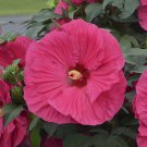 1 Live Potted Plant bush hibiscus SUMMER IN PARADISE big flower hardy 2.5" pot