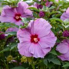 1 Live Potted Plant bush hibiscus LILAC CRUSH new big flower hardy 2.5" pot