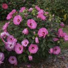 1 Live Potted Plant bush hibiscus CANDY CRUSH big pink flower hardy 2.5" pot