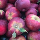 ARKANSAS BLACK APPLE TREE 18-36 inch *LIVE PLANT* FRUIT TREE* ARKANSAS BLACK APPLE TREE 18-36 inch *LIVE PLANT* FRUIT TREE*